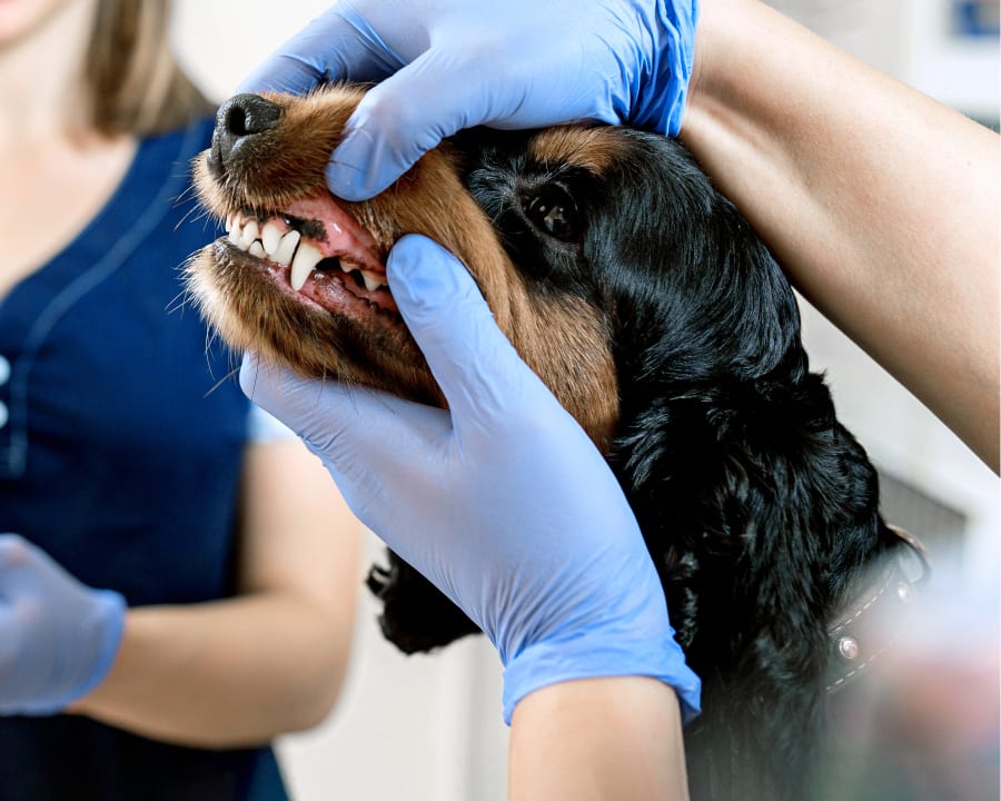 Pet Dental Care for Cats & Dogs in Babcock Ranch