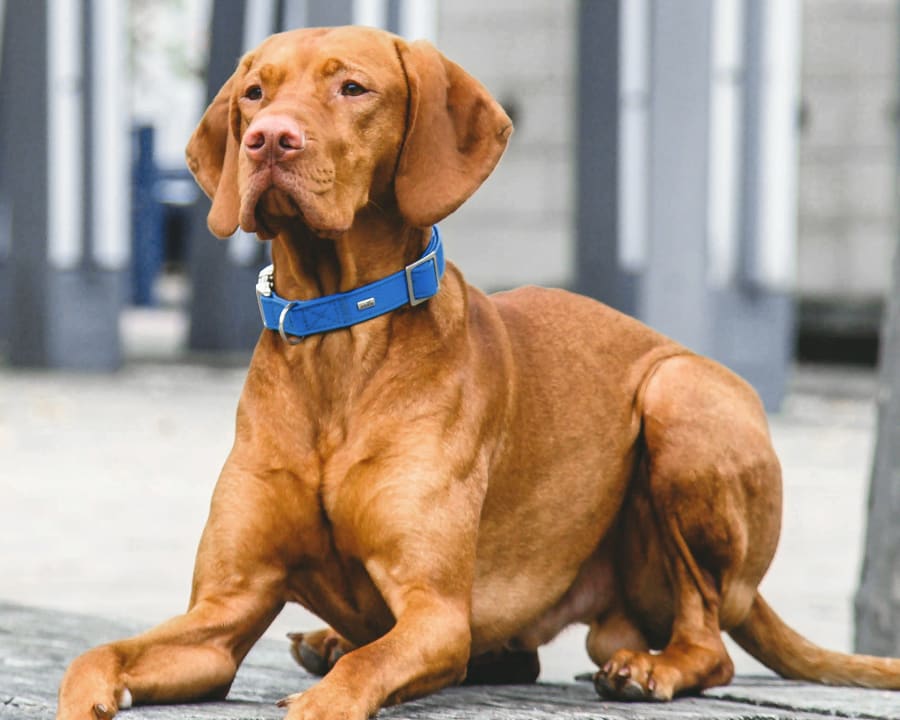 Geriatric Care for Pets, Babcock Ranch