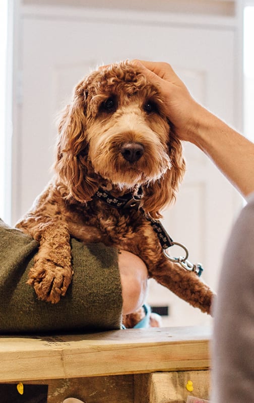 Specialty Vets at Animal Hospital at Babcock