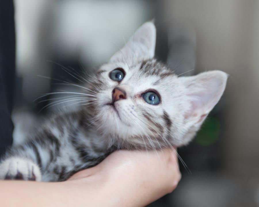 Kittens vet in Babcock Ranch